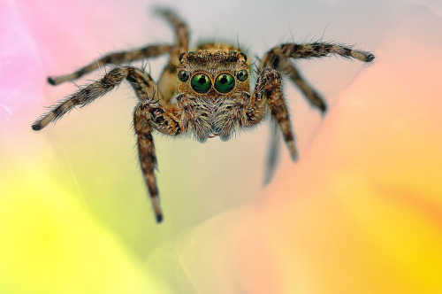 archiemcphee: Malaysian photographer Jimmy Kong took these amazing macro photos of spiders native to