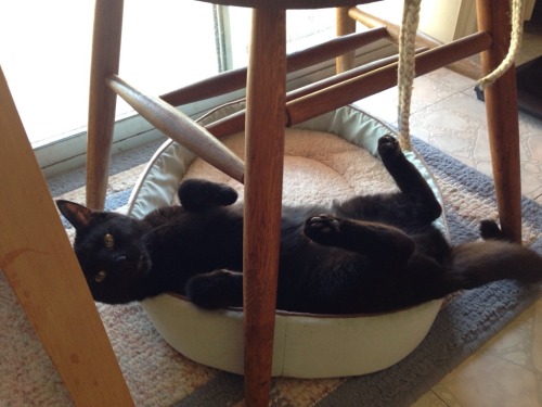 catsbeaversandducks:  Happy Black Cat Appreciation Day!Photos via Black Cats on Reddit