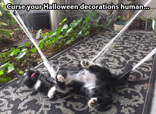 It&rsquo;s not just cats&hellip;it&rsquo;s caught me off guard as well&hellip;