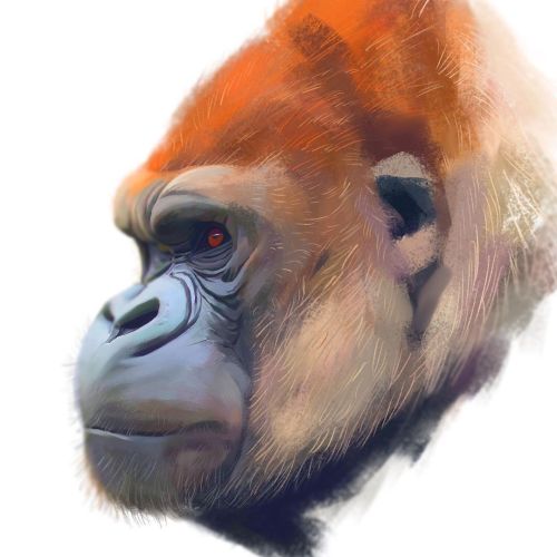 Red eyes #digitalpainting #gorilla #sketch #draw #drawing #painting #head #gorillatattoo #gorillapa