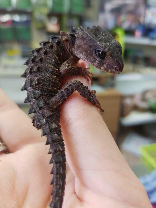 fumbledeegrumble - cosmic-witch - awwww-cute - Crocodile Skink...