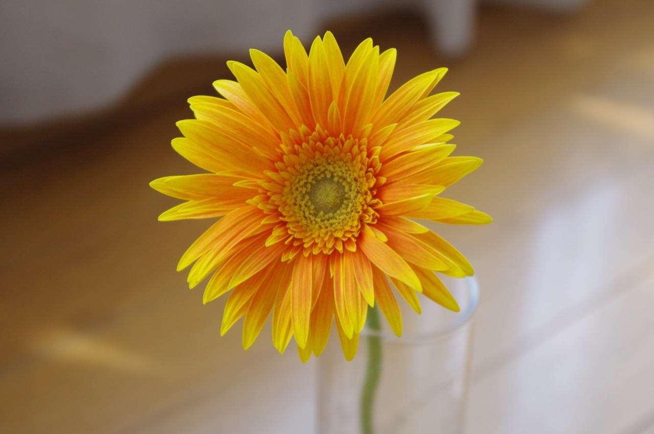 Ayamebird あなたは私の輝く太陽 という花言葉もあるらしいです 確かに太陽みたいthe Flower