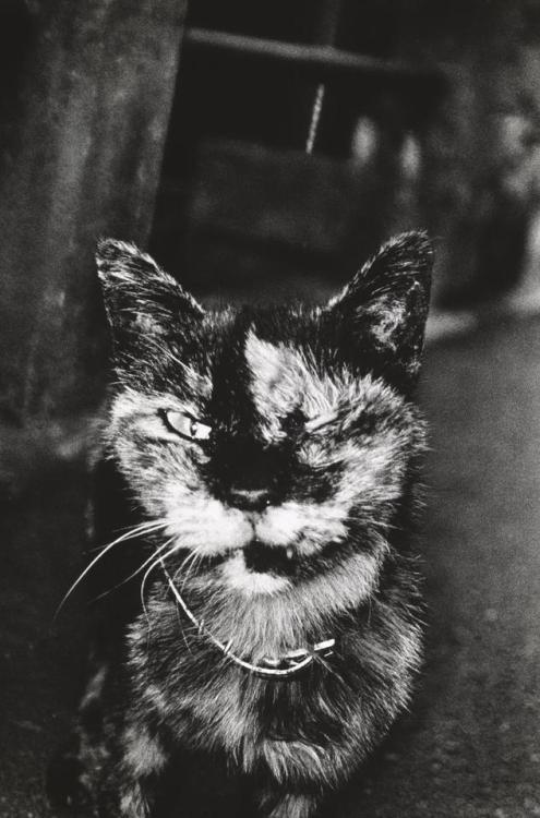 Daidō Moriyama aka 森山大道 (Japanese, b. 1938, Ikeda-cho (now Ikeda-shi), Osaka, Japan) - Cat  Photogra