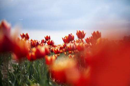 Netherlands, Tulips