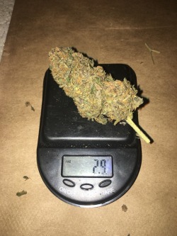 lovelyscars:  Fat nugz