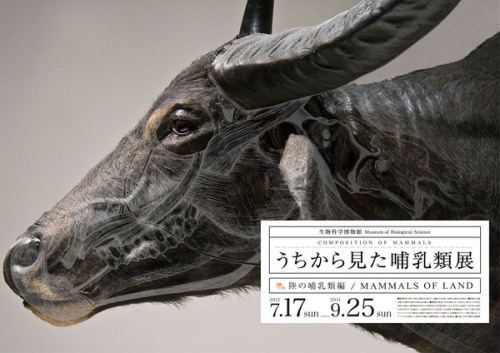 artmonia:  Composition of Mammals by Wataru Yoshida Wataru came up with an idea of a mock exhibition posters, The Composition of Mammal’s, at the National Museum of Nature and Science, Tokyo, which studies the anatomy of mammals with displays of taxidermy