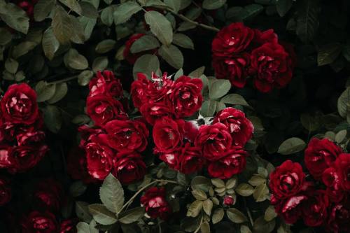 floralls:by Irina Iriser