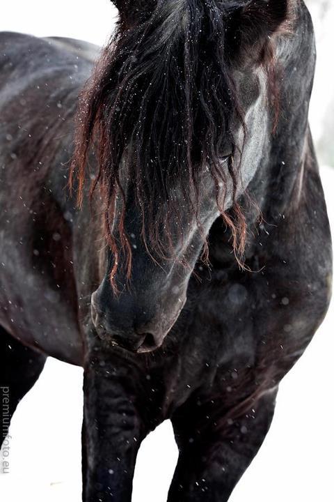 Heiðr