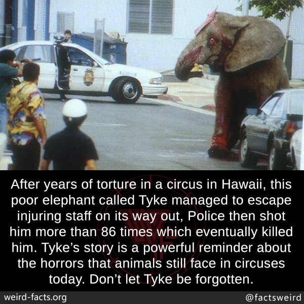 tyke elephant eyes tyke elephant eyes