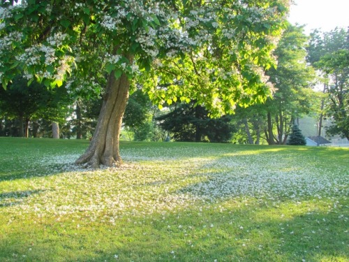 geopsych:Catalpa flowers fallen around the tree.