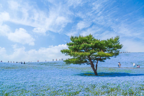 The beautiful blue flower fields of Hitachi Seaside Park are currently in full bloom!