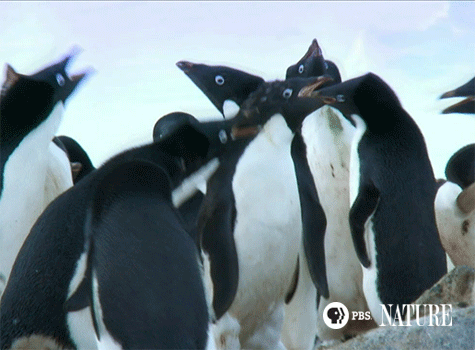 pbsnature:Adelie penguins: attack! [X]