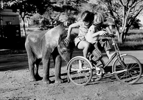 dodosite:  Dr. Dame Daphne Sheldrick is a force to be reckoned with. Known affectionately as the “el