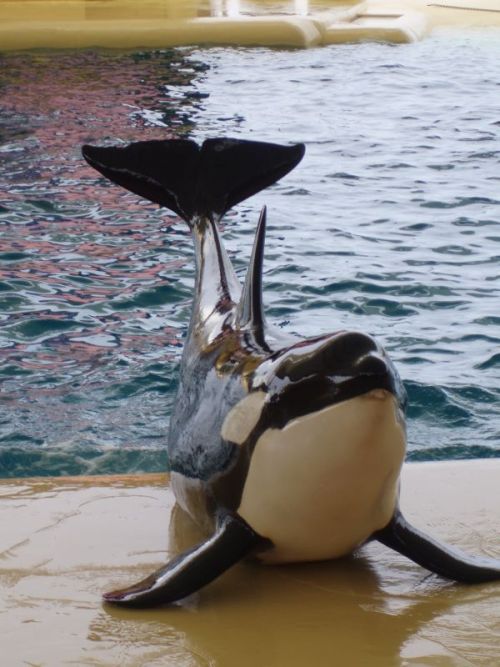 Gender: FemalePod: N/APlace of Capture: Born at SeaWorld of CaliforniaDate of Capture: Born on May 3