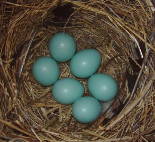 nests