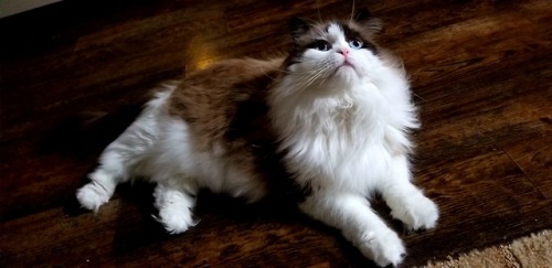 My beautiful little man. Navi is so handsome.
