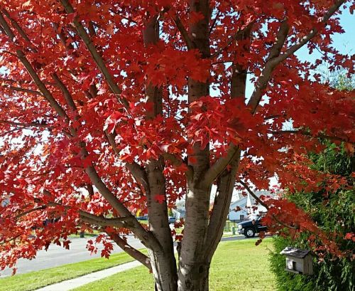 Fall in Minnesota.