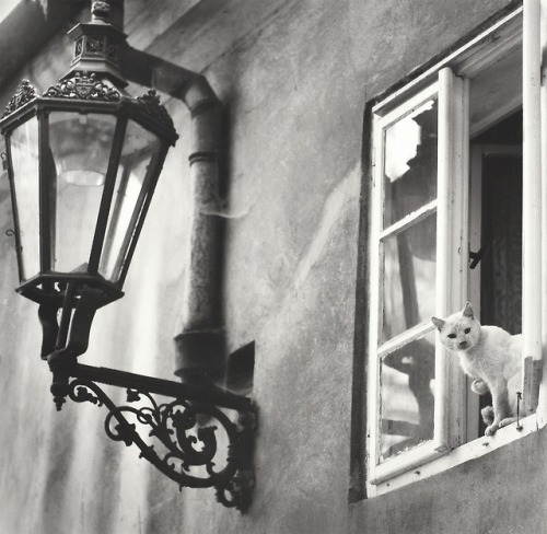 almavio:Jiří Všetečka (1937 - 2016), Cat in the window, n/d