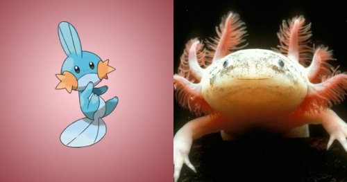 retrogamingblog:Pokemon and the real creatures that inspired their designPoliwag - Translucent Tadpo