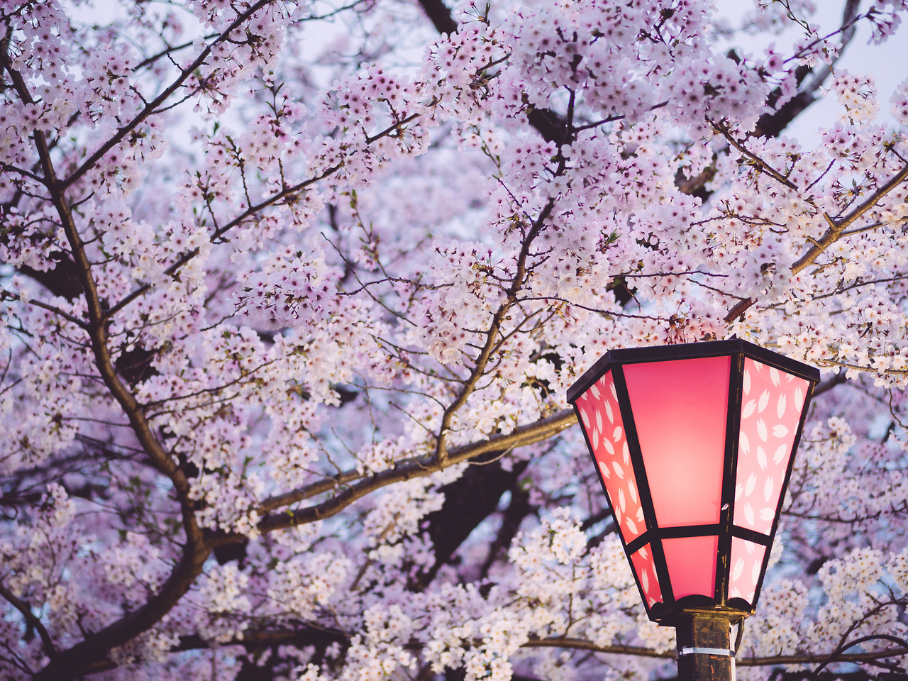 japan-overload:  by  かがみ～