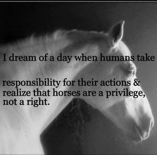 vapupas:  Sueño con el día en que los humanos tomen responsabilidad por sus acciones y se den cuenta de que los caballos son un privilegio, no un derecho.