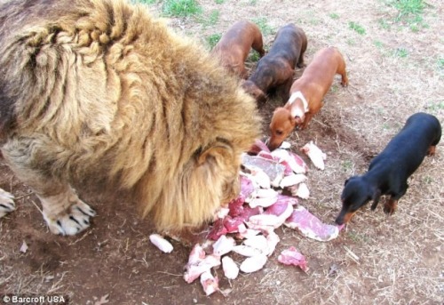  A lion and a miniature sausage dog have formed an unlikely friendship after the little dog took the king of the jungle under his wing as a cub. Bonedigger, a five-year old male lion, and Milo, a seven-year old Dachshund, are so close that Milo helps