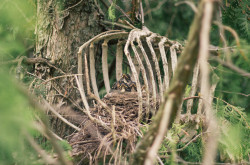 redwoodcollective:  So around November a friend gave me a deer carcass for a project I’m in the process of cultivating. I left it hang in a tree over winter to dry out. Today, I went to take it down…but to my surprise, I found new life forming in