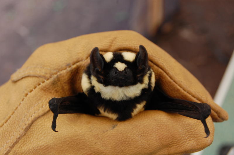 sixpenceee:  sailorpizza:  smallnightbird:  smallnightbird:  New species of bat found, Niumbaha