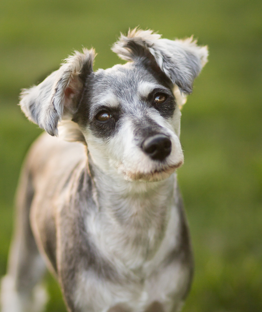 perfectdogs:  She means the world to me. &lt;3 