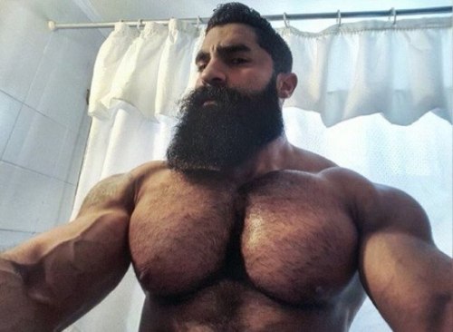 MAJOR Pectoralis majors