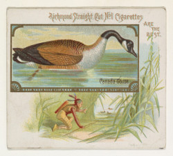 the-met-art: Canada Goose, from the Game