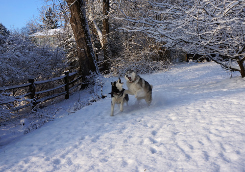 Romping in a winter wonderland this morning