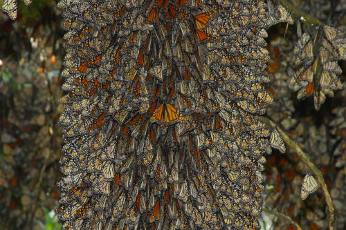 shithowdy:  nubbsgalore:  every autumn, tens of millions of monarch butterflies travel to their ancestral winter roosts in mexico’s mountain fir forests, coating the trunks of the trees in the orange of their wings, and causing the branches to droop