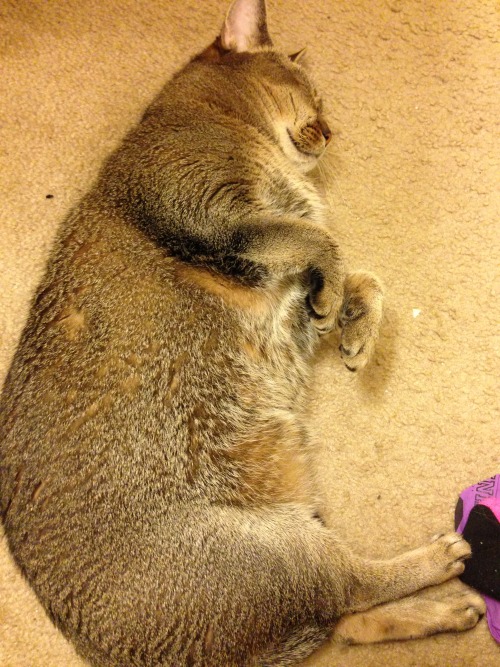 This is my fat cat Zodi, she&rsquo;s an Abyssinian. (submitted by justbbme1916)