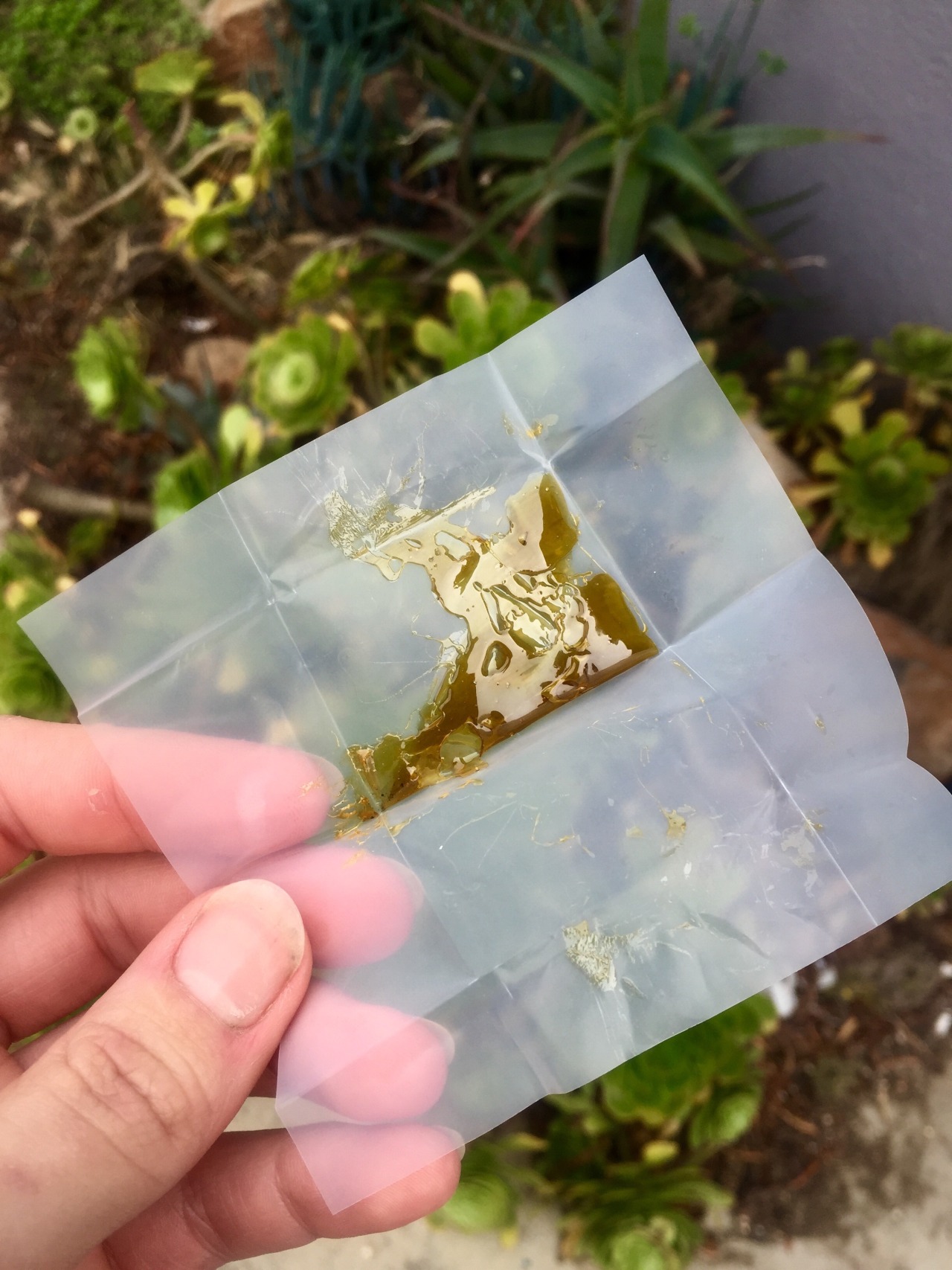 awakeningavalon:  Harlequin GDP Live Resin (50.67% THC, 30.35% CBD)  Best CBD mix