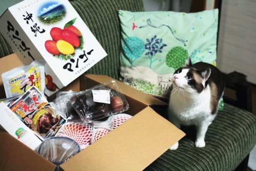 My parents sent us some Okinawan soul food/fruits. Mango jumbo! Yum yum.