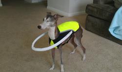 whospilledthebongwater:  crownvetch:  fuckntwat:  unclefather:  wilbr:  My sister’s dog is blind and I guess today she made this ridiculous dog space suit thing to keep him from running into things.  I want my tax dollars to pay for this dog to go to