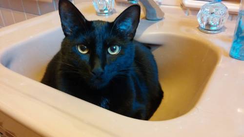 catsbeaversandducks:You Can’t Brush Your Teeth Because:(    ) you have no toothpaste(    ) you have 