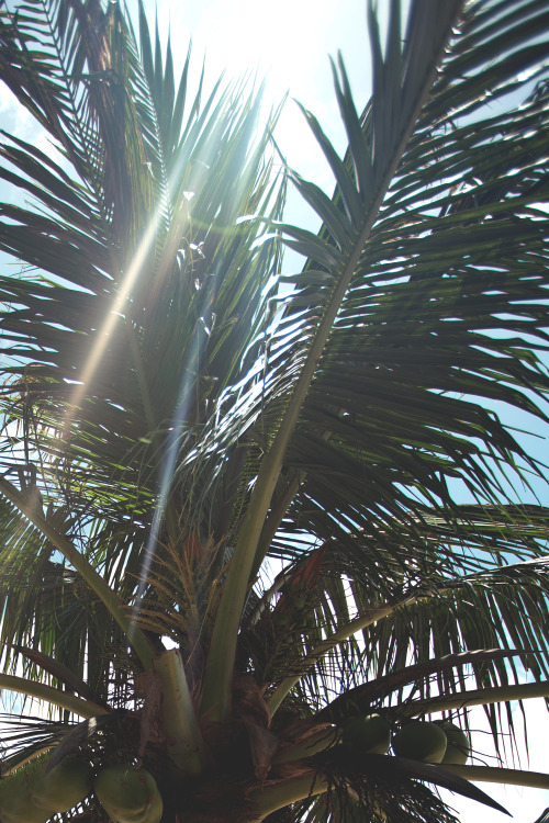 miamivibe:  Palm | more