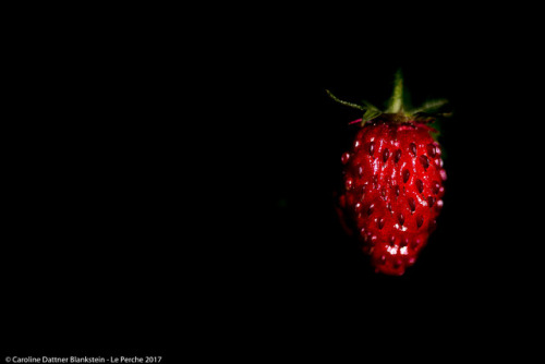 Distraction- Fraise des bois/ Wild strawberryFrom ©Collection Série Noire 2014-2017 