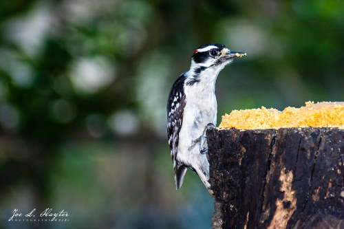 tuxedo-birds: Downy Woodpecker (Dryobates pubescens) © JLH243