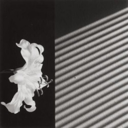 zzzze:Robert Mapplethorpe Lily, 1986 - Gelatin