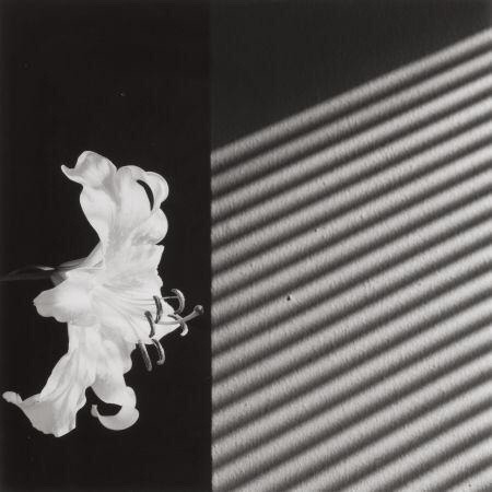 zzzze:Robert Mapplethorpe Lily, 1986 - Gelatin adult photos