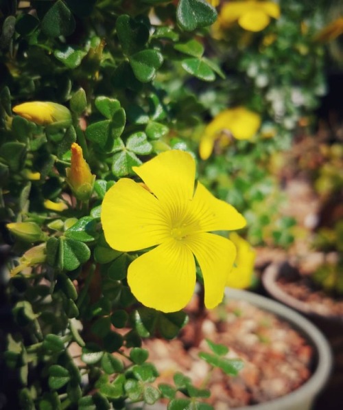 Oxalis gigantea #sorrel #succulent #cactusjungle