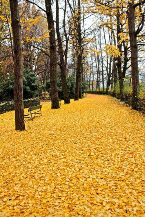 viejospellejos:  Otoño