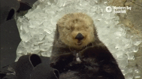 montereybayaquarium:How do sea otters eat ice cubes? Let us break it down for you: