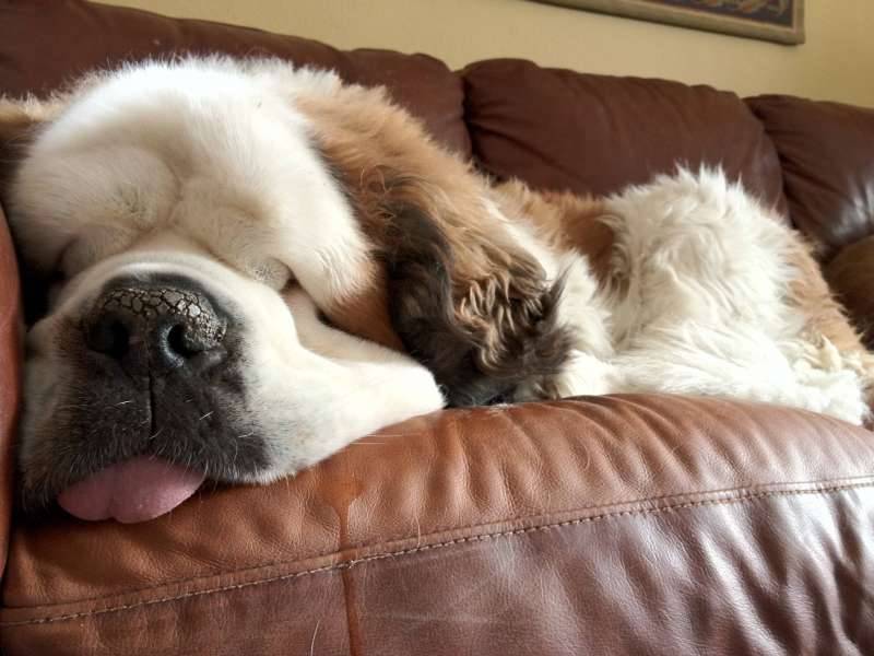 thecutestofthecute:  Saint Bernard Appreciation Post