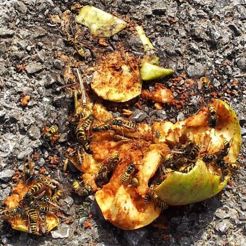 A Fallen #apple Obviously Is A #feast For Those #insects :-) I Think They're #bees #Technologiepark #Dortmund