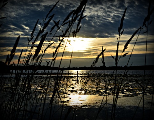 172/365Etang des Landes, Limousin, France.