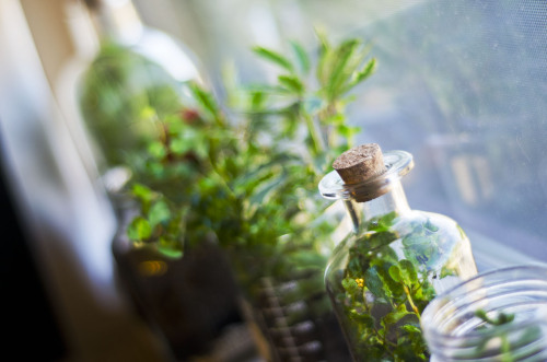 meeppetrie:Some much better pictures of the terrariums I made yesterday. They’re so much fun to make